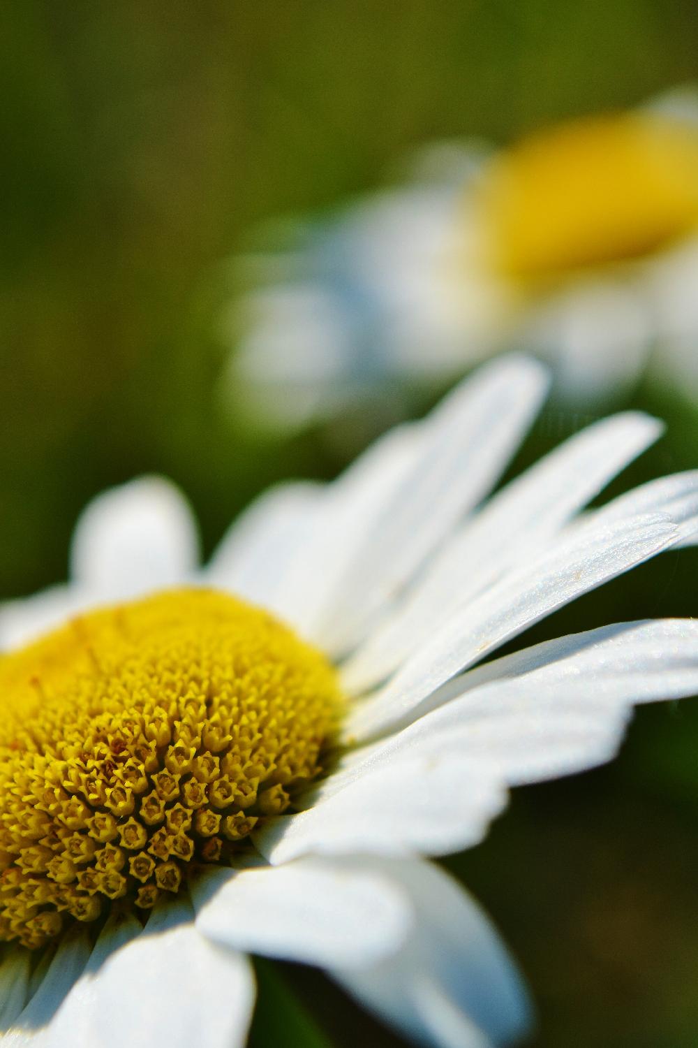 Ox-eye daisy